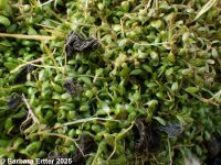 California waterwort (<em>Elatine californica</em>)