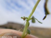California waterwort (<em>Elatine californica</em>)