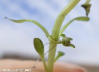 California waterwort (<em>Elatine californica</em>)
