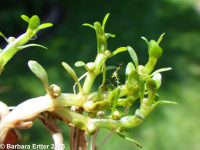 southwestern waterwort (<em>Elatine rubella</em>)