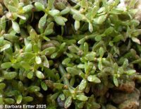 southwestern waterwort (<em>Elatine rubella</em>)