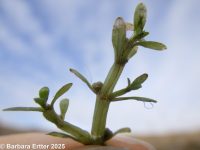 southwestern waterwort (<em>Elatine rubella</em>)