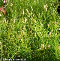 needle spike-rush (<em>Eleocharis acicularis</em>)
