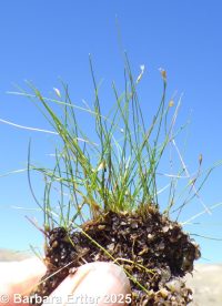 needle spike-rush (<em>Eleocharis acicularis</em>)