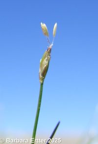 Eleocharis acicularis