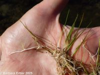 needle spike-rush (<em>Eleocharis acicularis</em>)