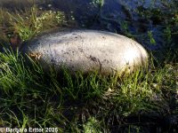 needle spike-rush (<em>Eleocharis acicularis</em>)