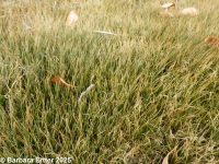 needle spike-rush (<em>Eleocharis acicularis</em>)