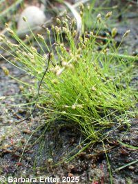 delicate spike-rush (<em>Eleocharis bella</em>)