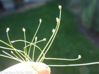 delicate spike-rush (<em>Eleocharis bella</em>)