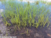common spike-rush (<em>Eleocharis palustris</em>)