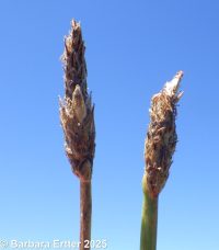 common spike-rush (<em>Eleocharis palustris</em>)
