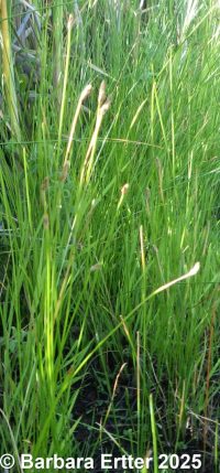 common spike-rush (<em>Eleocharis palustris</em>)
