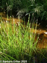 common spike-rush (<em>Eleocharis palustris</em>)