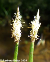 common spike-rush (<em>Eleocharis palustris</em>)