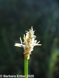 common spike-rush (<em>Eleocharis palustris</em>)