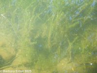 Canadian waterweed (<em>Elodea canadensis</em>)