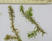 Canadian waterweed (<em>Elodea canadensis</em>)