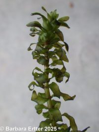Canadian waterweed (<em>Elodea canadensis</em>)