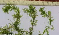 Nuttall's waterweed (<em>Elodea nuttallii</em>)