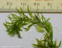 Nuttall's waterweed (<em>Elodea nuttallii</em>)