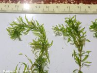 Nuttall's waterweed (<em>Elodea nuttallii</em>)