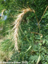 Canada wildrye (<em>Elymus canadensis var. canadensis</em>)