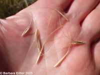 Canada wildrye (<em>Elymus canadensis var. canadensis</em>)