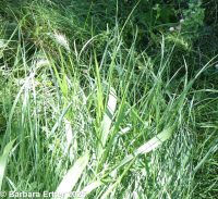 Canada wildrye (<em>Elymus canadensis var. canadensis</em>)