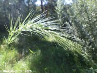 Canada wildrye (<em>Elymus canadensis var. canadensis</em>)