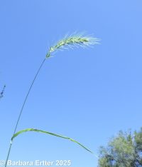 Canada wildrye (<em>Elymus canadensis var. canadensis</em>)