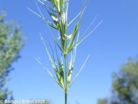 Canada wildrye (<em>Elymus canadensis var. canadensis</em>)