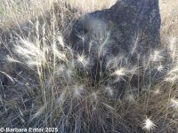 squirreltail, bottlebrush (<em>Elymus elymoides ssp. elymoides</em>)