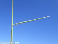 squirreltail, bottlebrush (<em>Elymus elymoides ssp. elymoides</em>)