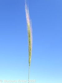 squirreltail, bottlebrush (<em>Elymus elymoides ssp. elymoides</em>)