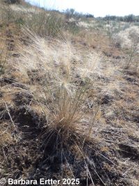 squirreltail, bottlebrush (<em>Elymus elymoides ssp. elymoides</em>)