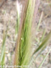 squirreltail, bottlebrush (<em>Elymus elymoides ssp. elymoides</em>)