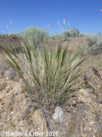 squirreltail, bottlebrush (<em>Elymus elymoides ssp. elymoides</em>)
