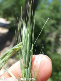 blue wildrye (<em>Elymus glaucus ssp. glaucus</em>)