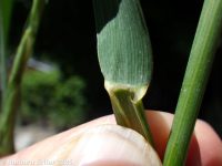 blue wildrye (<em>Elymus glaucus ssp. glaucus</em>)