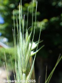 blue wildrye (<em>Elymus glaucus ssp. glaucus</em>)