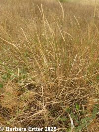 quackgrass (<em>Elymus repens</em>)