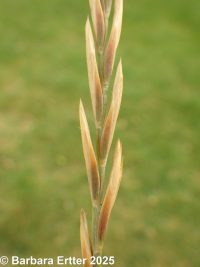 quackgrass (<em>Elymus repens</em>)