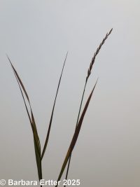 quackgrass (<em>Elymus repens</em>)