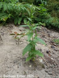 common or Watson's willow-herb (<em>Epilobium ciliatum ssp. ciliatum</em>)
