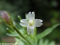 common or Watson's willow-herb (<em>Epilobium ciliatum ssp. ciliatum</em>)