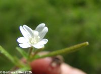 common or Watson's willow-herb (<em>Epilobium ciliatum ssp. ciliatum</em>)