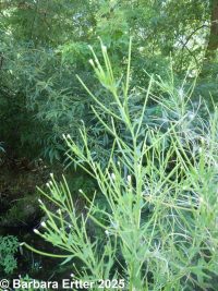 common or Watson's willow-herb (<em>Epilobium ciliatum ssp. ciliatum</em>)