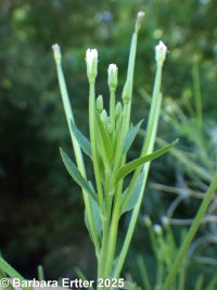 common or Watson's willow-herb (<em>Epilobium ciliatum ssp. ciliatum</em>)