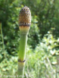 common scouring-rush (<em>Equisetum hyemale ssp. affine</em>)